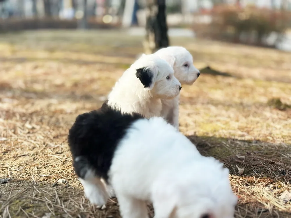 체구·성장