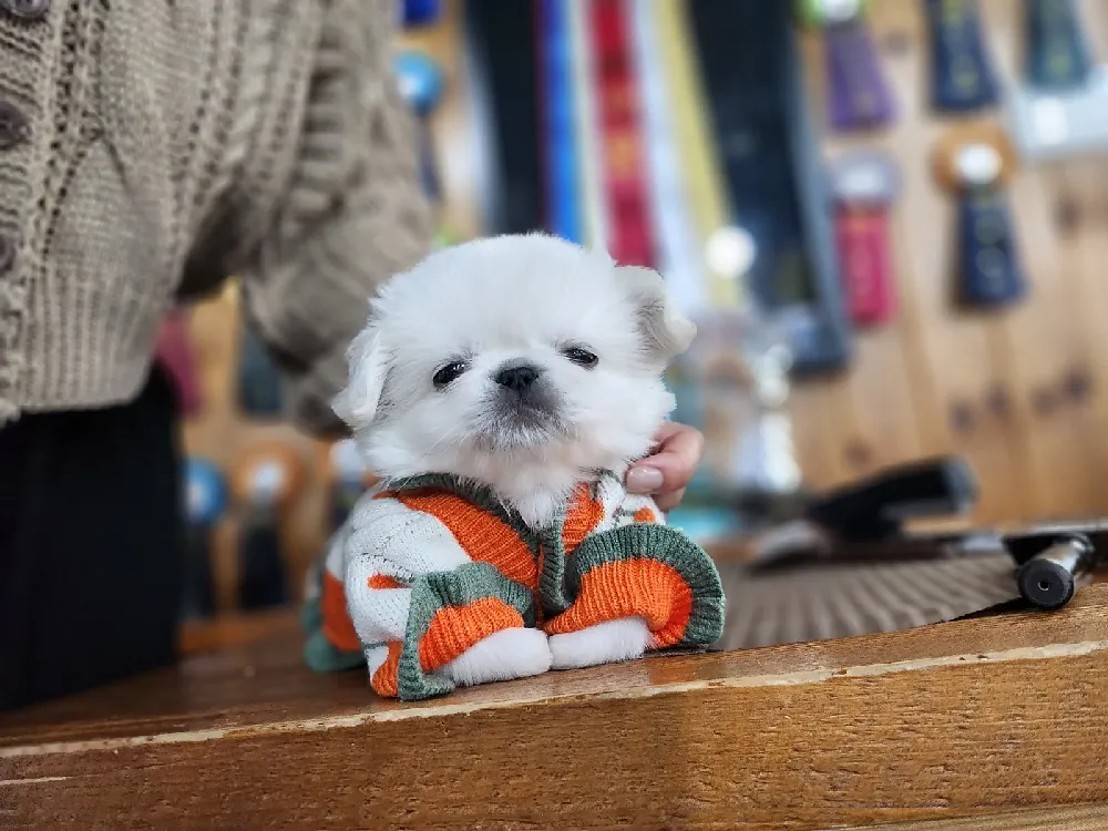 전라남도 페키니즈 4