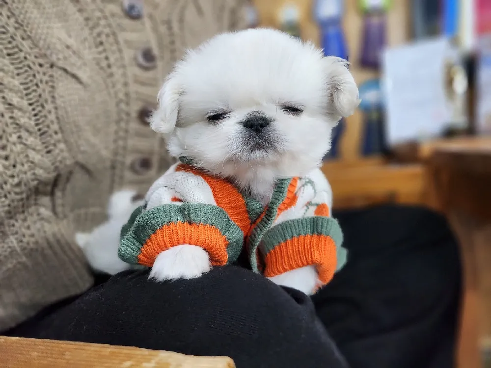 인천광역시 페키니즈 4