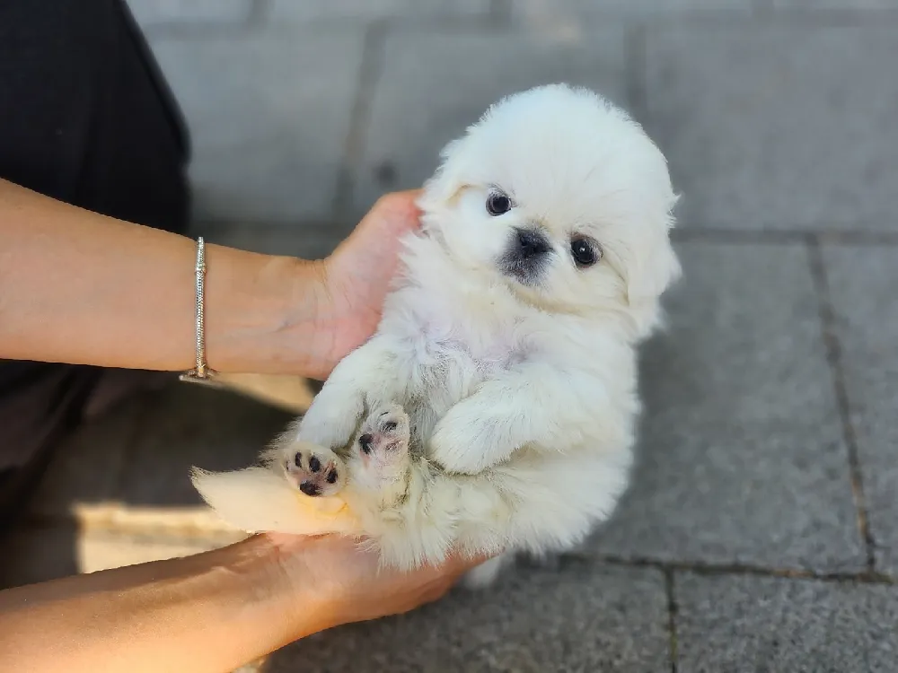 체구·성장
