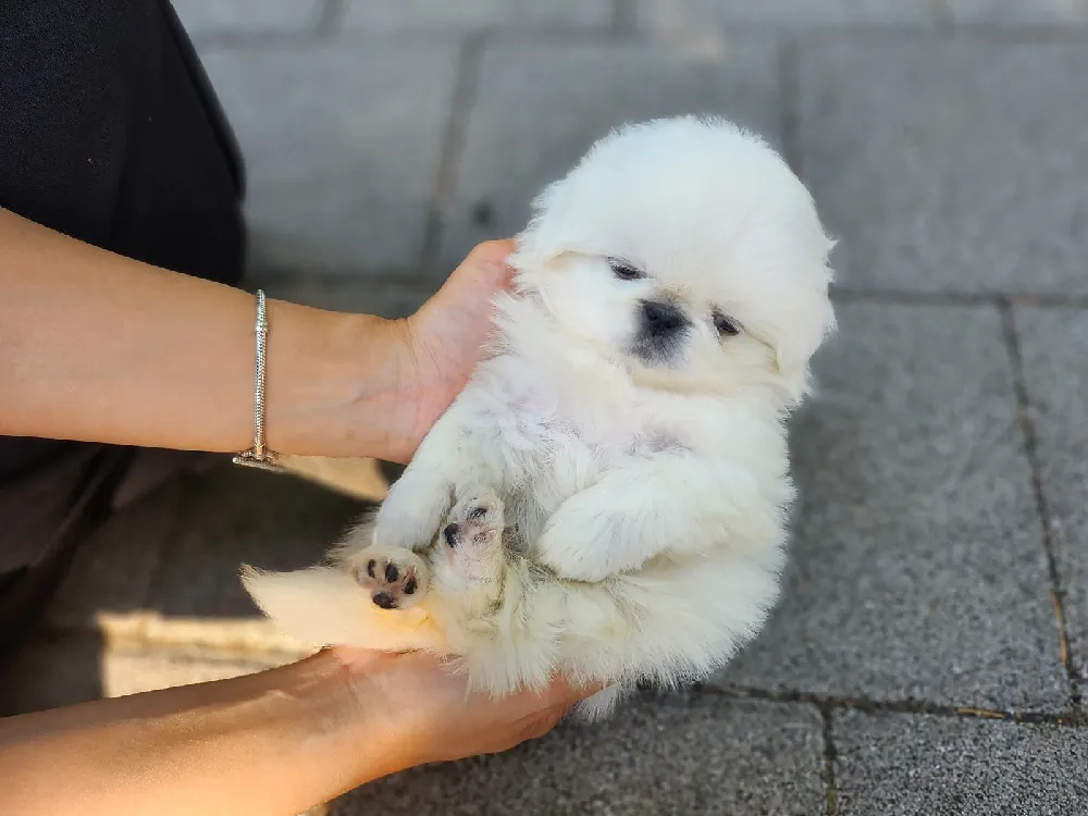 부산광역시 페키니즈 4