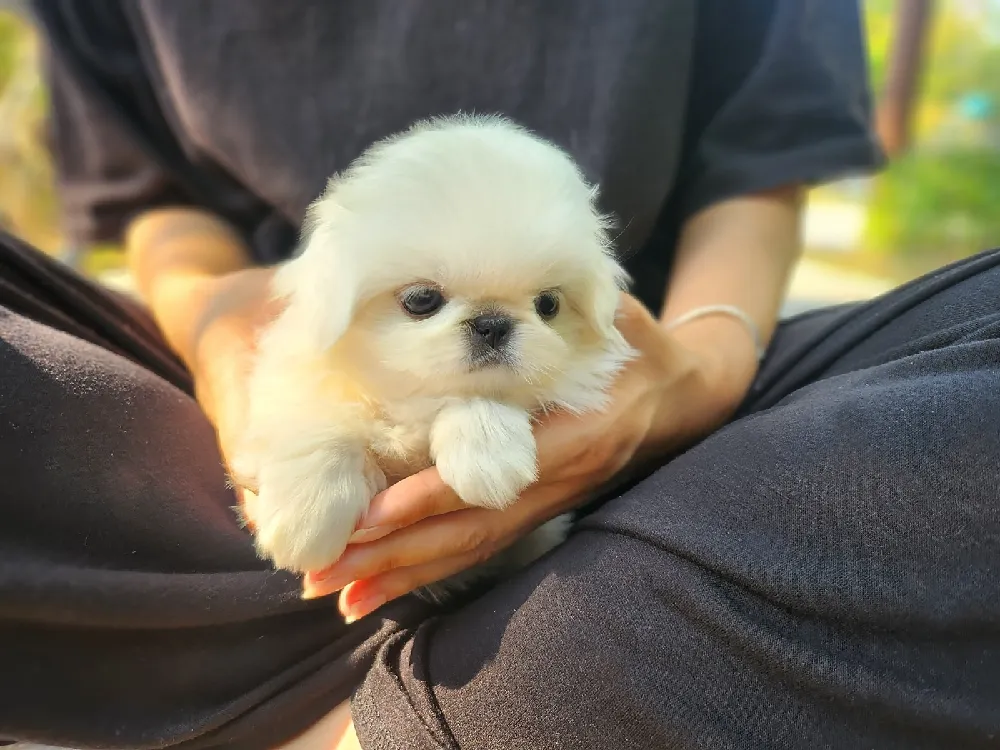 페키니즈 6