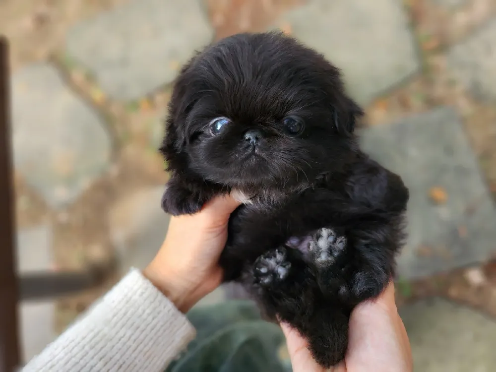 충청북도 페키니즈 1
