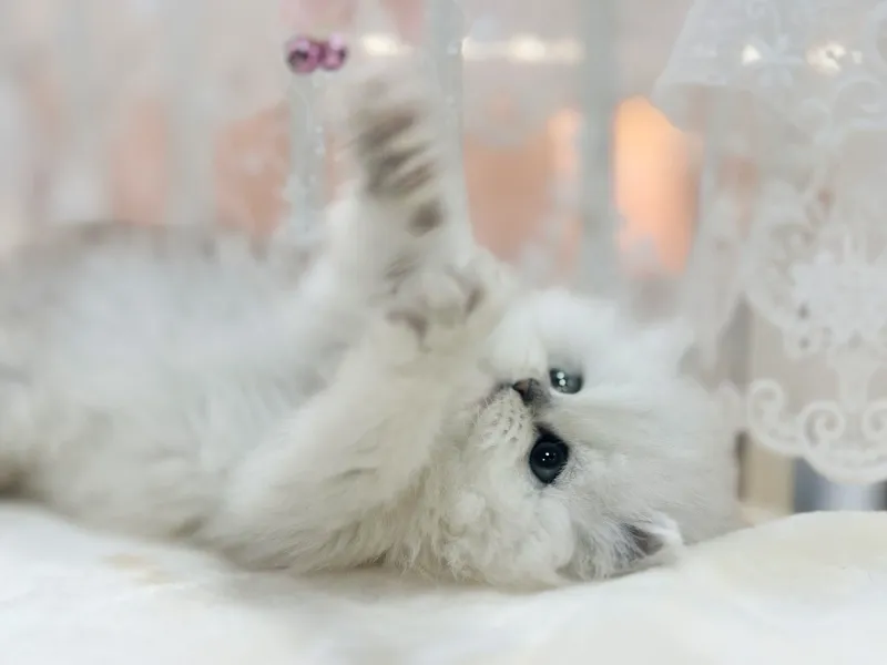페르시안 7
