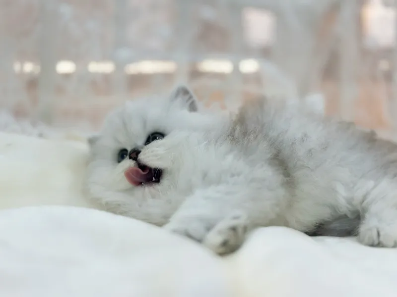 털·관리