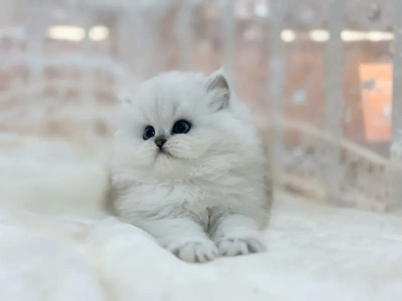 페르시안 4