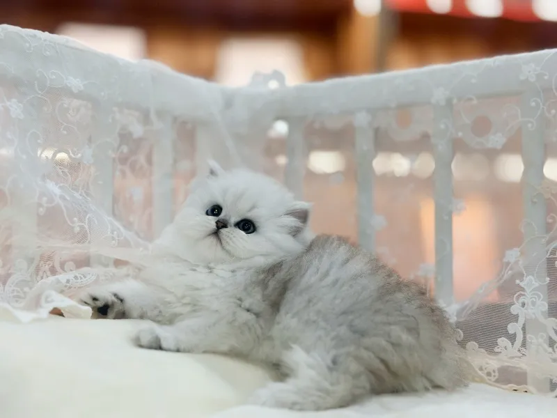 기질