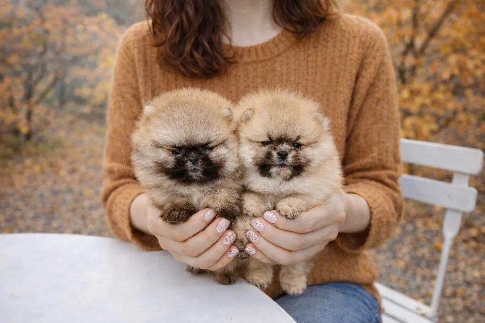 포메라니안 2