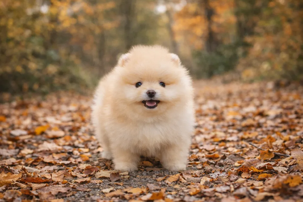 포메라니안 4