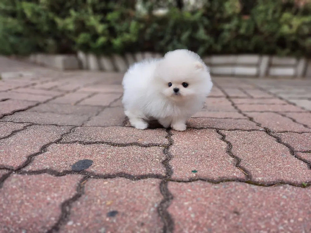경기도 포메라니안 3
