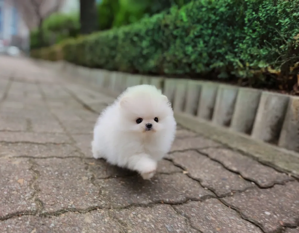 울산광역시 포메라니안 2