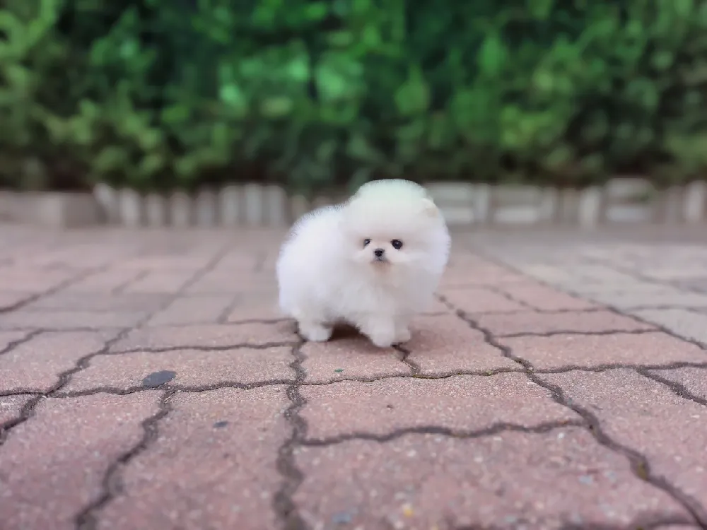 털·관리