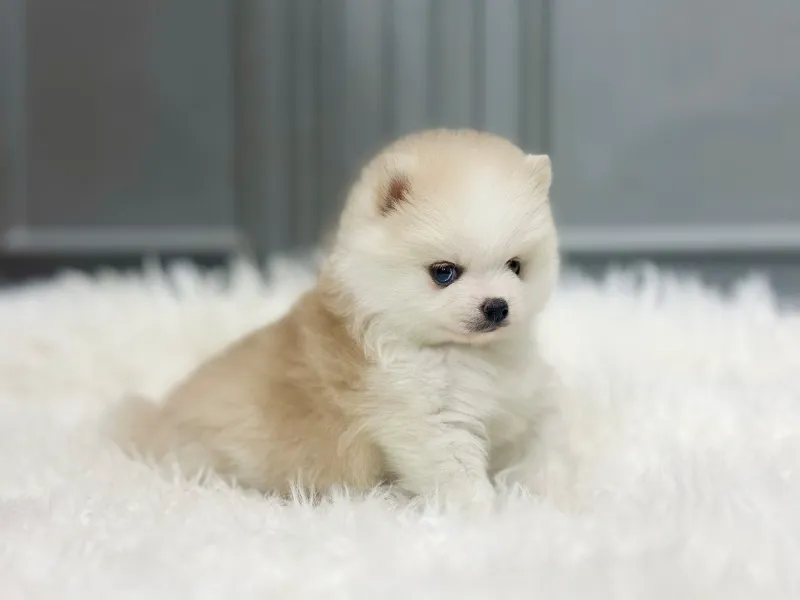 양평 강아지무료분양