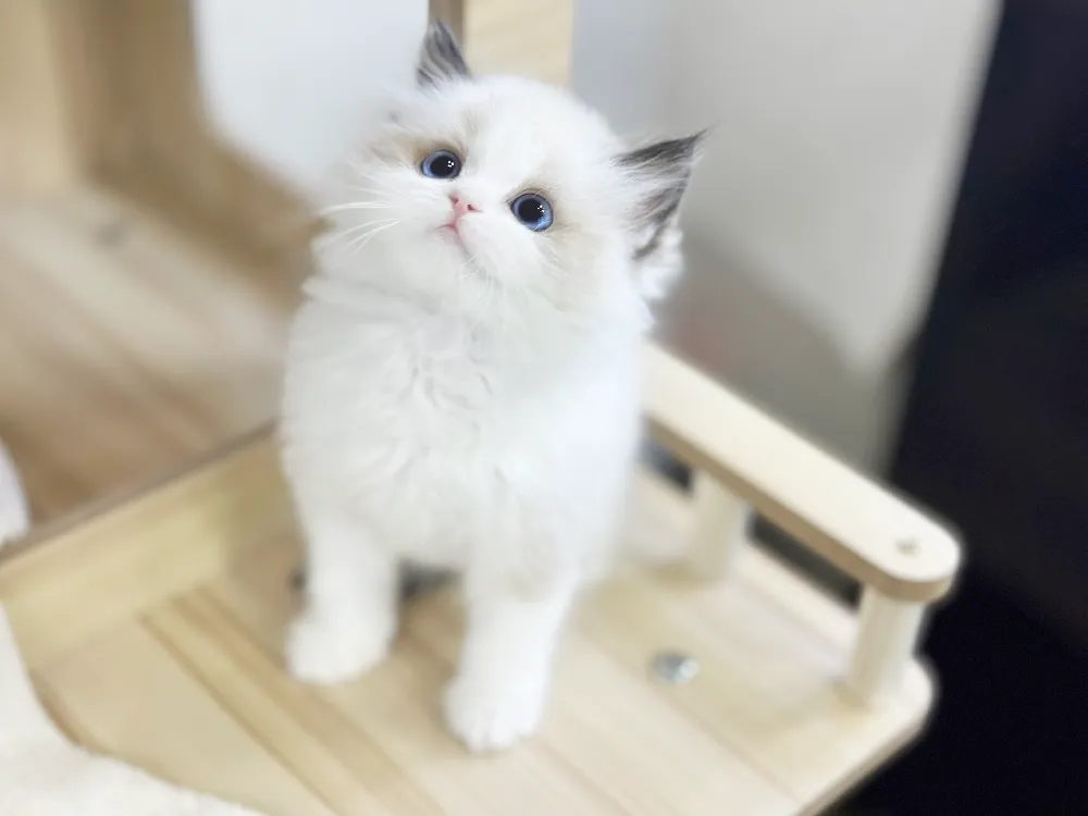 경기도 랙돌 집 환경