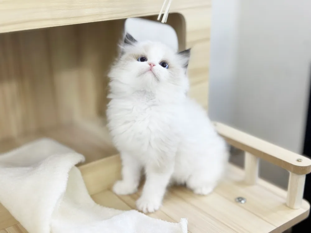 랙돌 2