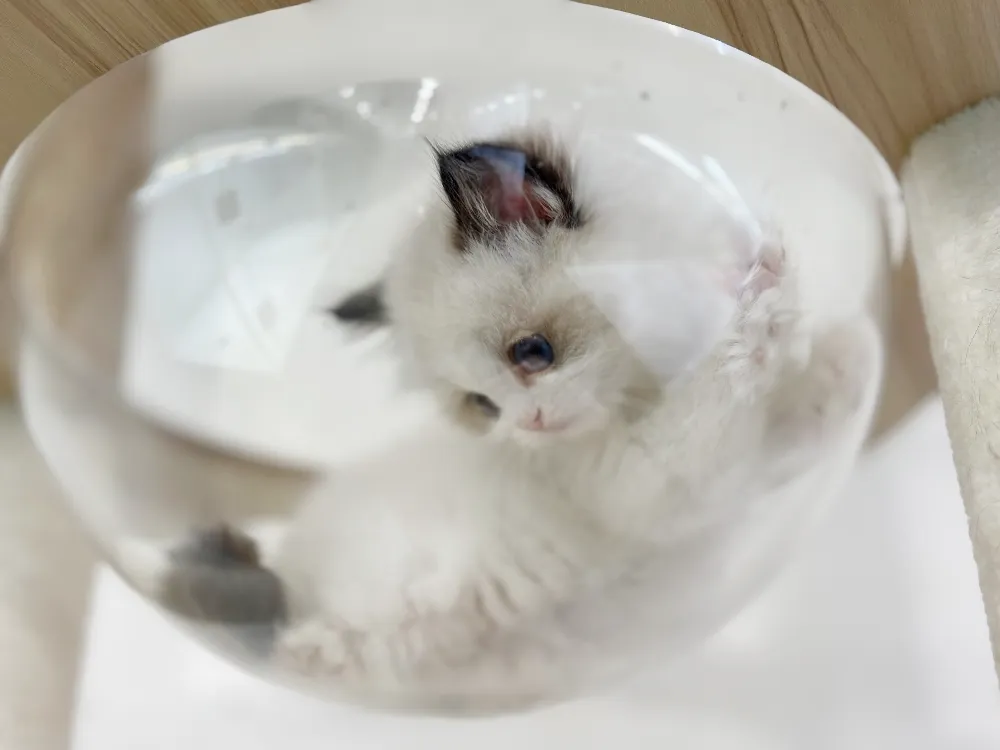 랙돌 5
