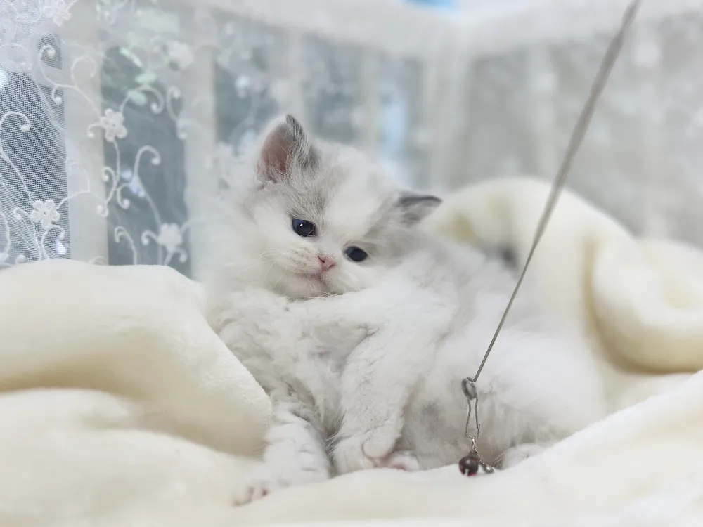 랙돌 생활