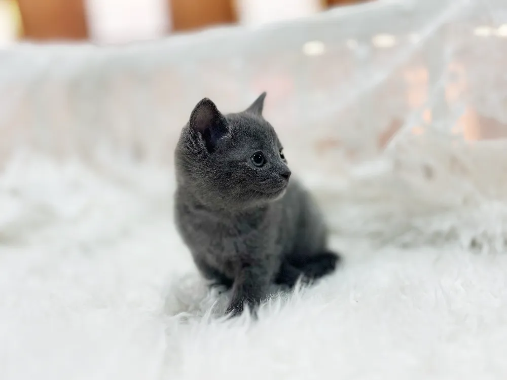 러시안블루 5