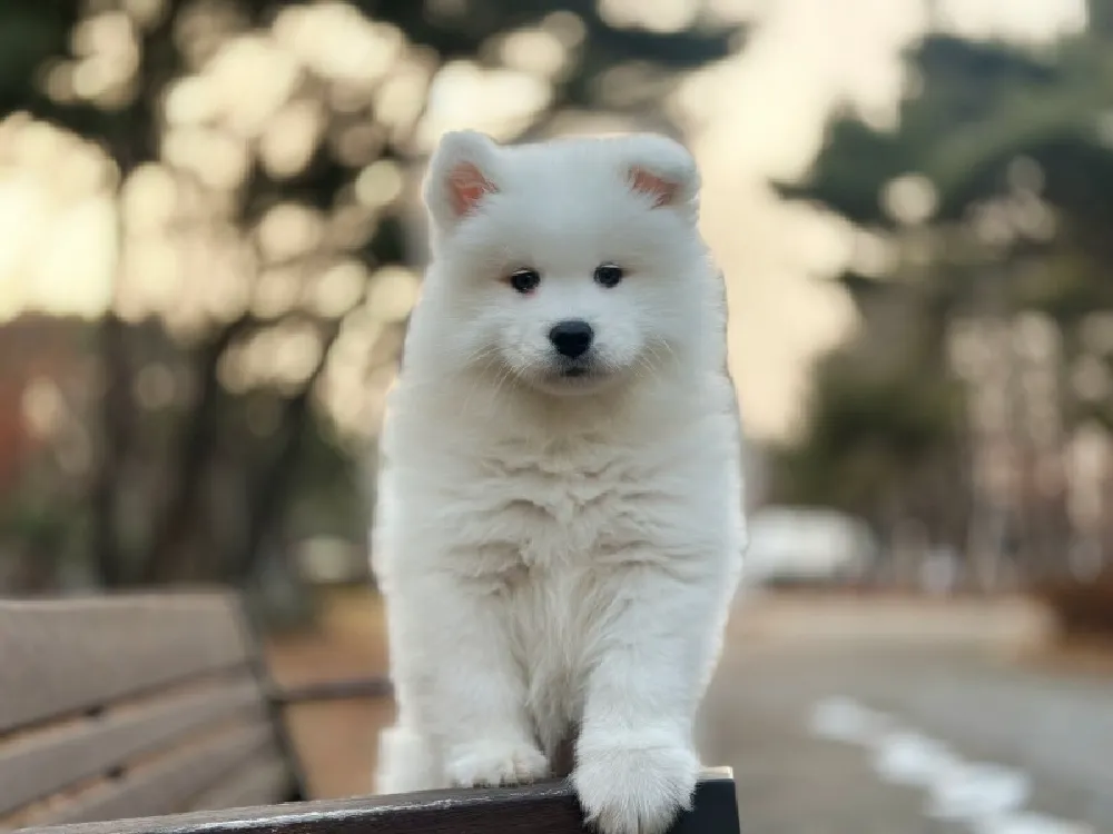 사모예드 3