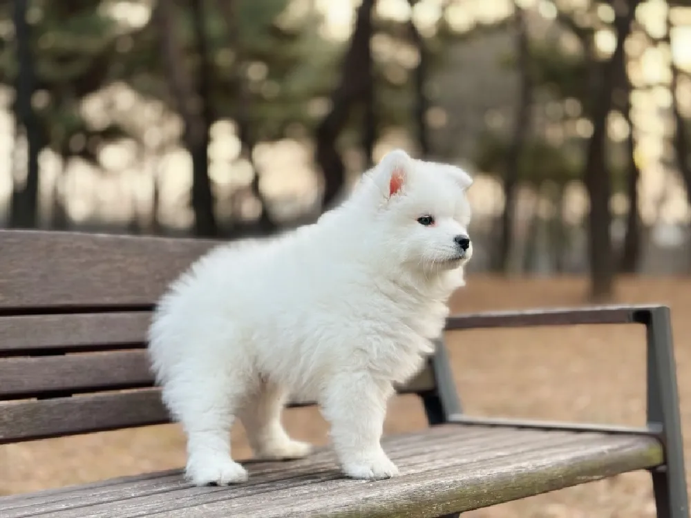 충청남도 사모예드 3
