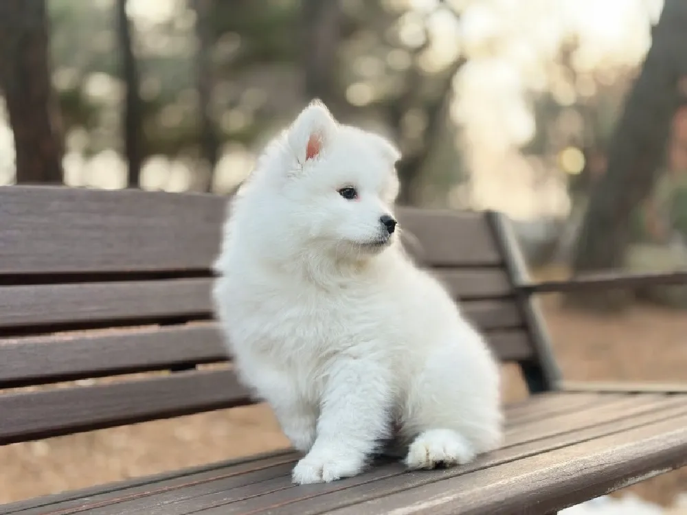 사모예드 6