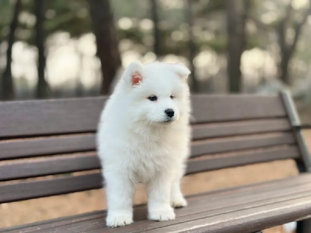 사모예드 7