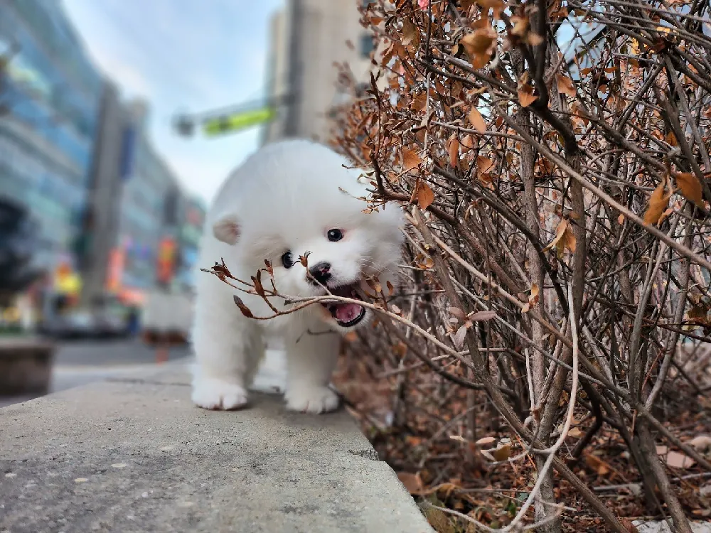 체구·성장