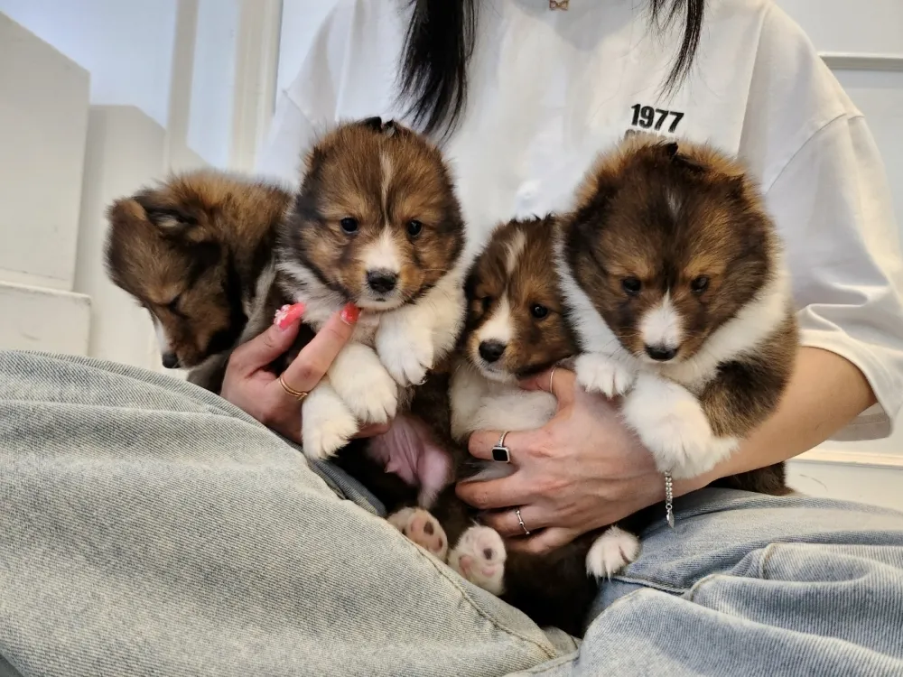 울산광역시 셔틀랜드쉽독 집 환경