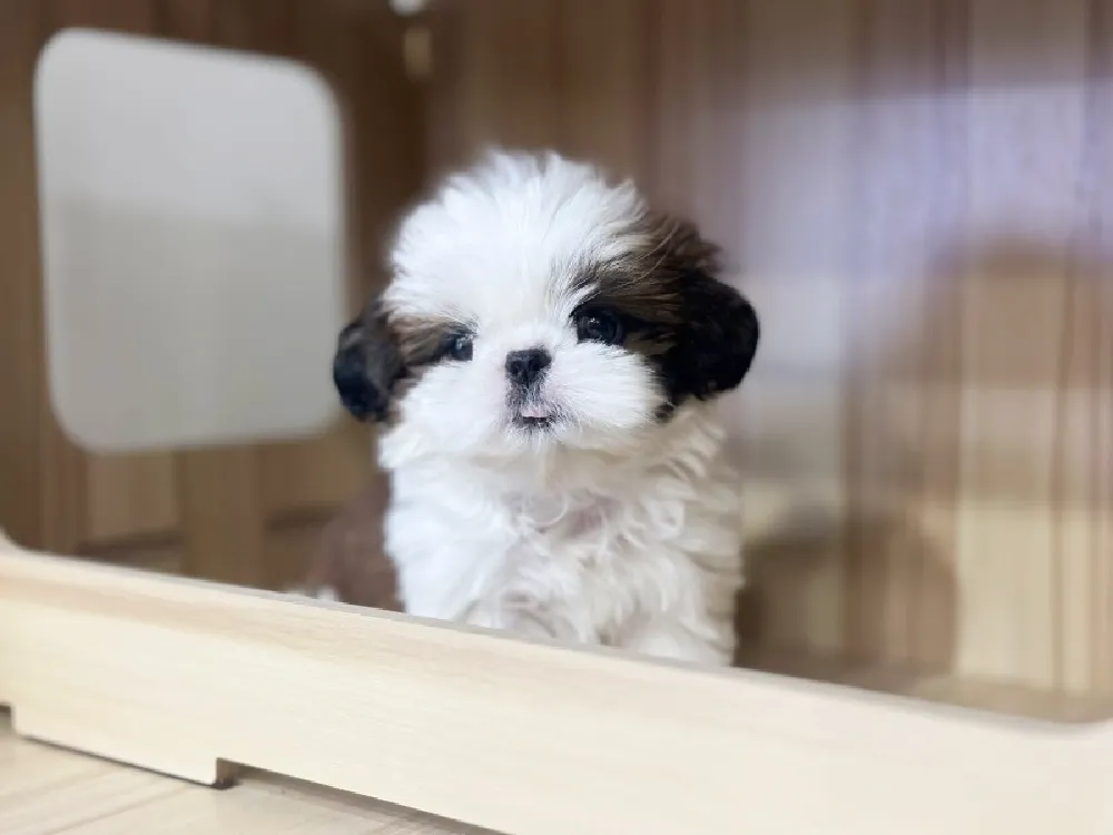 시츄 프레임 3