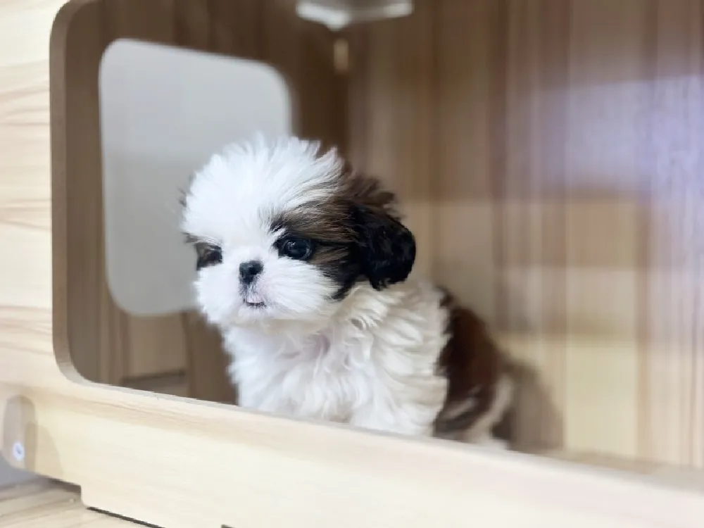 시츄 프레임 4