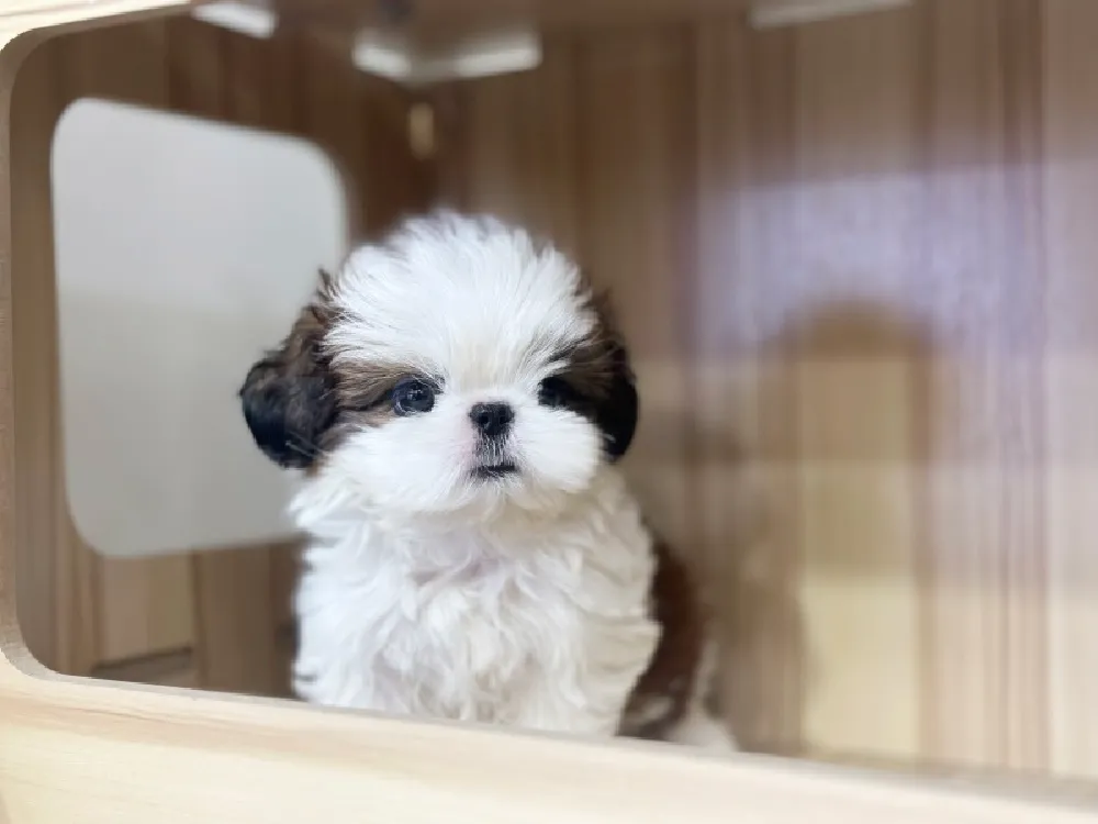 시츄 프레임 1