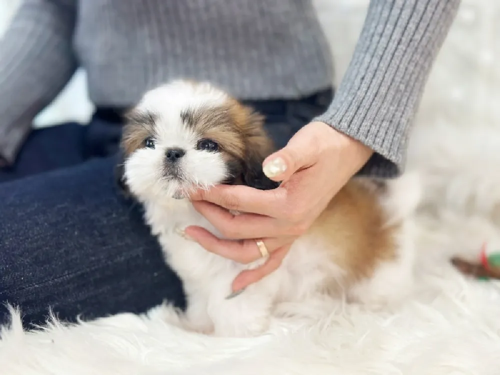 체구·성장