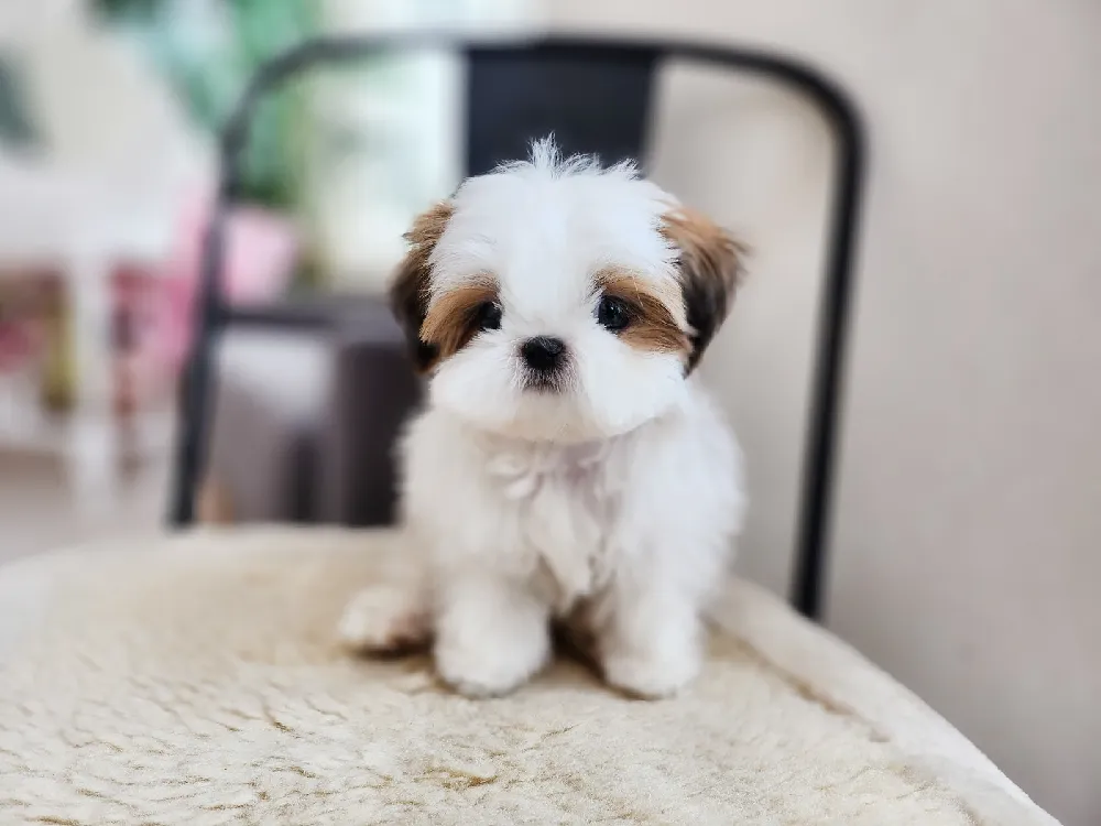 전국 시츄 집 환경
