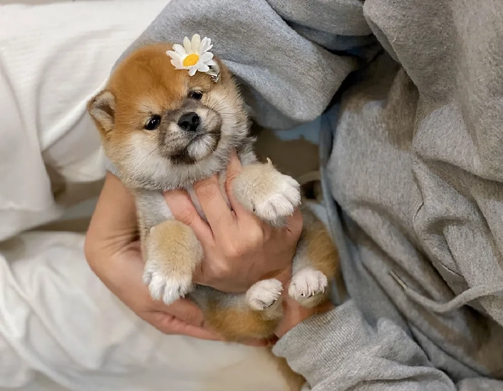 세종특별자치시 시바이누 1