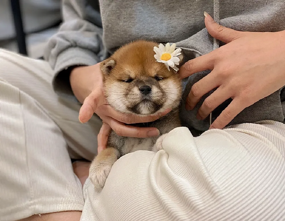 시바이누 2