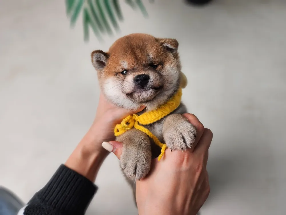 시바이누 생활