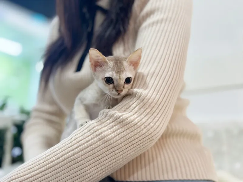싱가푸라 3
