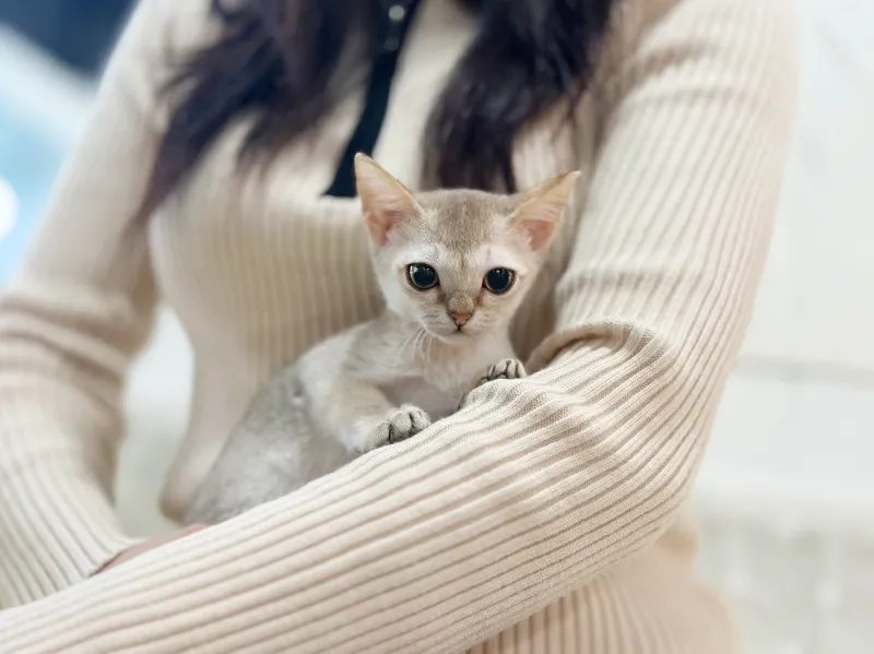 싱가푸라 7