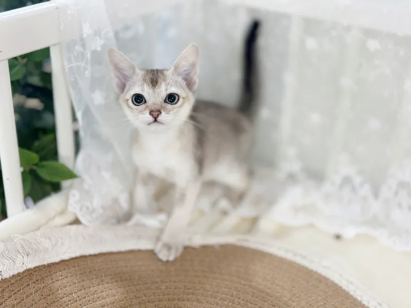 체구·성장