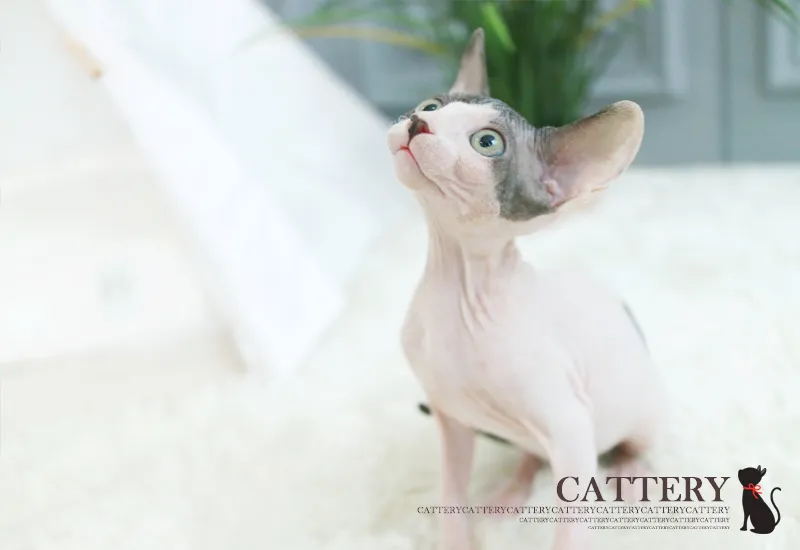 스핑크스고양이 2