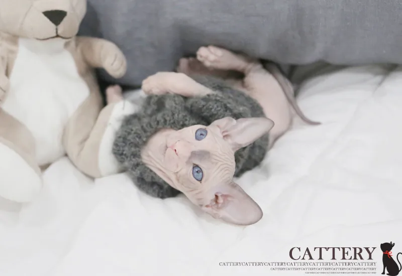 스핑크스고양이 6