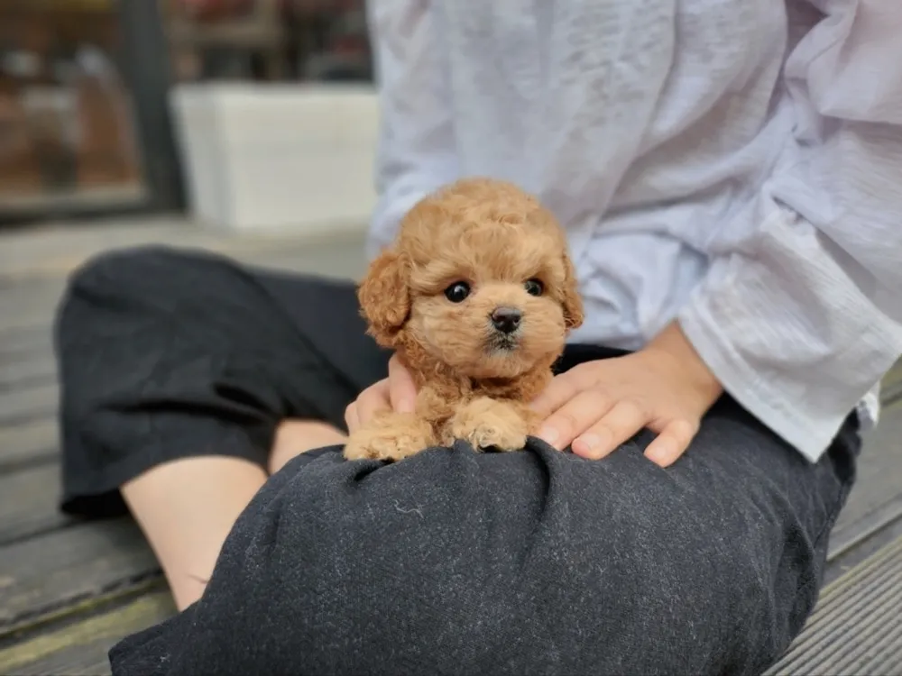 목동 강아지분양