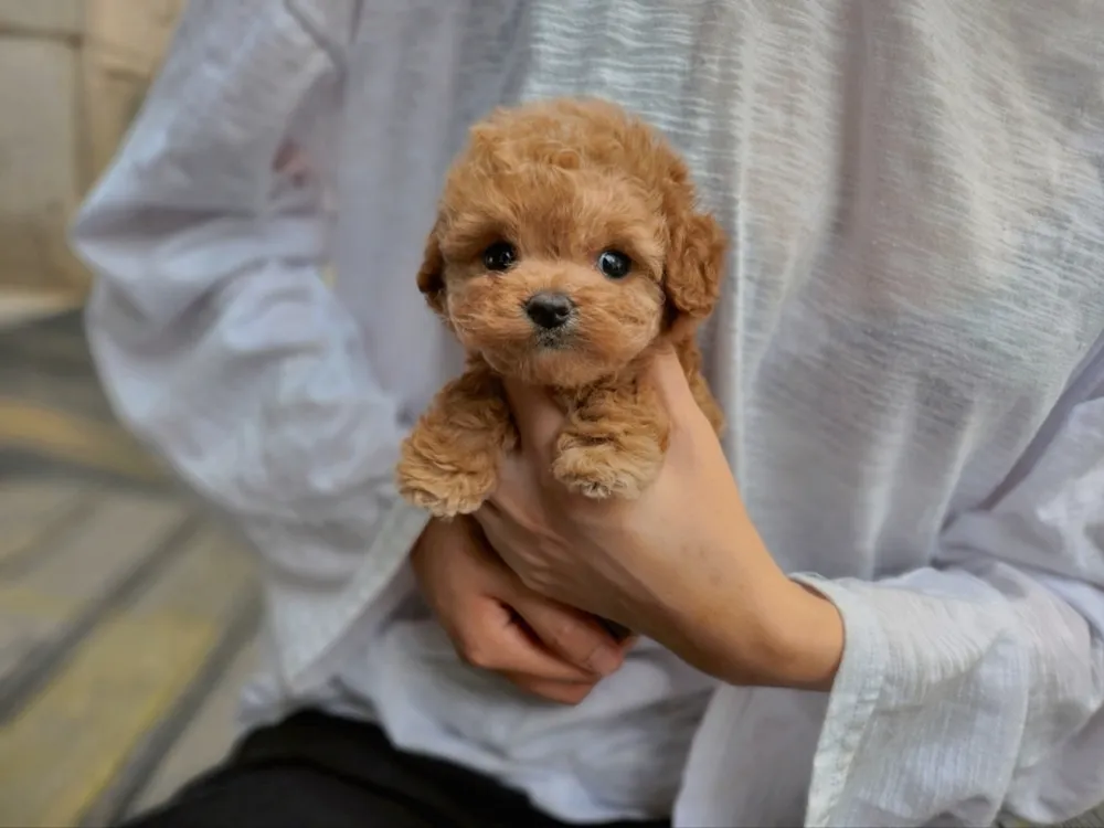 장흥 강아지분양