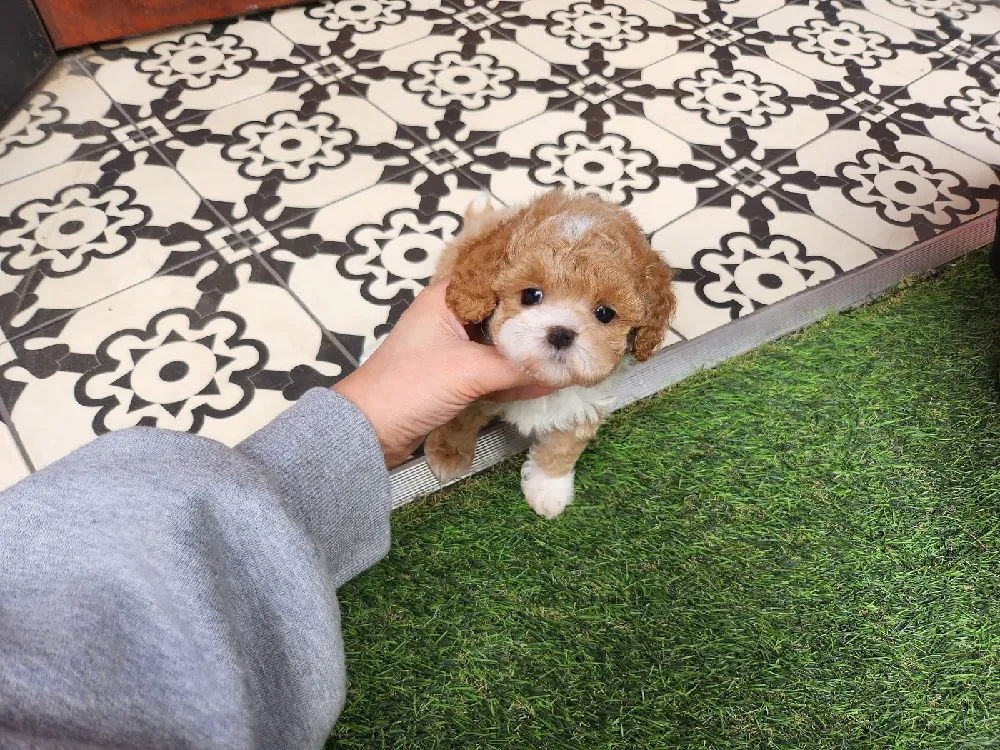 금정구 강아지분양