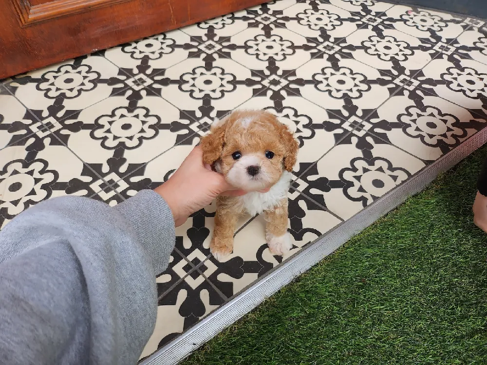 안양 강아지분양