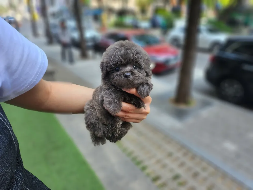 고양시 강아지분양