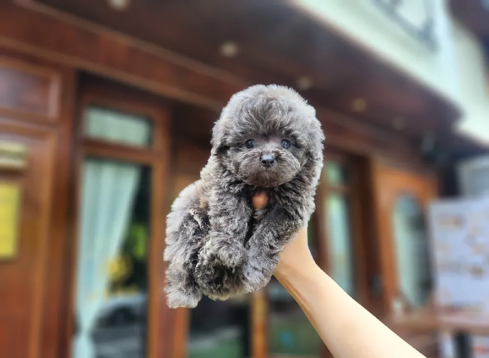 거제 강아지분양