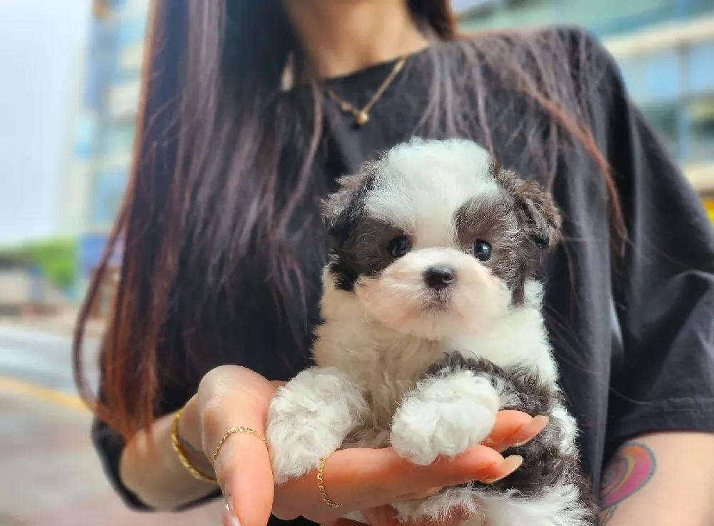 송탄 강아지분양