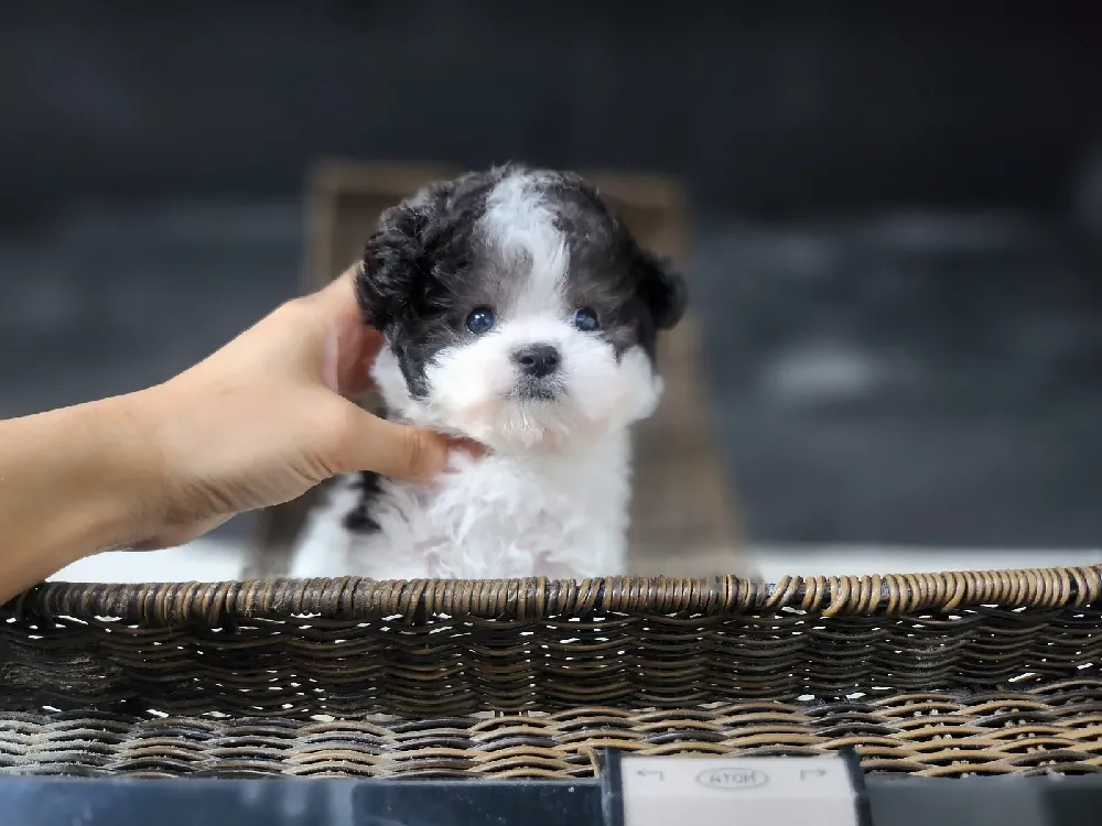 예천 강아지분양