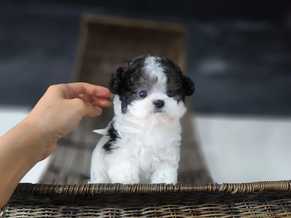 예천 강아지분양